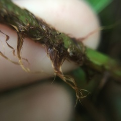 Dryopteris lepidopoda