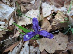 Iris uniflora