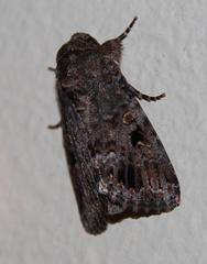 Spodoptera triturata