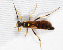 Eutanyacra vilissima