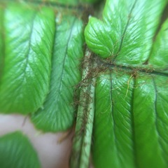 Dryopteris lepidopoda