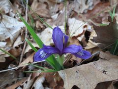 Iris uniflora