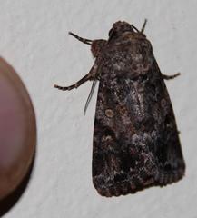 Spodoptera triturata