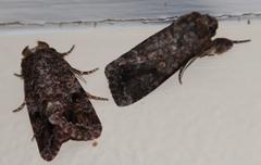 Spodoptera triturata