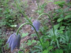 Pulsatilla dahurica