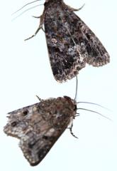 Spodoptera triturata