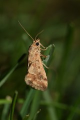 Tegostoma comparalis