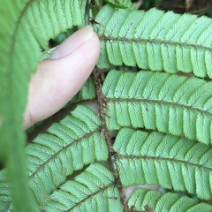 Dryopteris lepidopoda