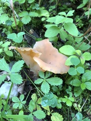 Guepinia helvelloides