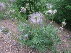 Pulsatilla dahurica