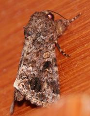 Spodoptera triturata