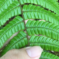 Dryopteris lepidopoda