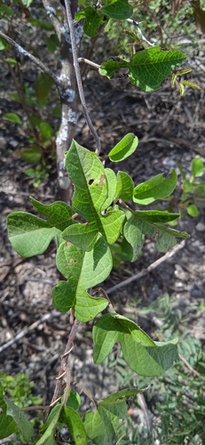 Ipomoea conzattii
