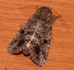 Spodoptera triturata