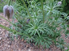 Pulsatilla dahurica