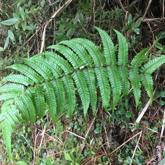 Dryopteris lepidopoda