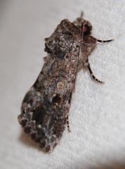 Spodoptera triturata