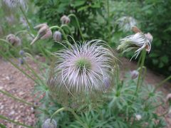 Pulsatilla dahurica