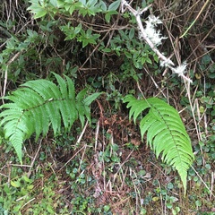 Dryopteris lepidopoda