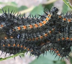 Nymphalis antiopa