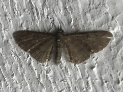 Eupithecia tripunctaria