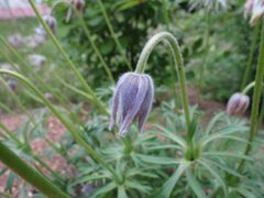 Pulsatilla dahurica
