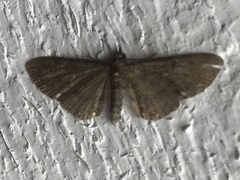 Eupithecia tripunctaria