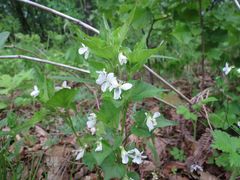 Viola acuminata
