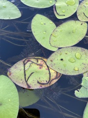 Polypedilum braseniae