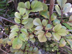 Pterophylla sylvicola