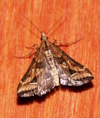 Diasemia monostigma