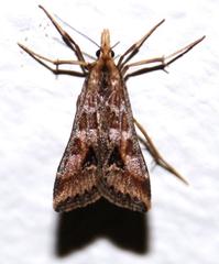 Diasemia monostigma