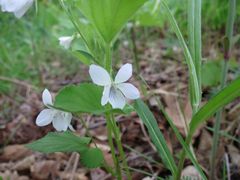 Viola acuminata