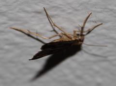 Diasemia monostigma