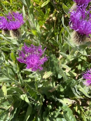 Centaurea nervosa