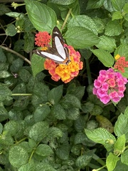 Thisbe lycorias