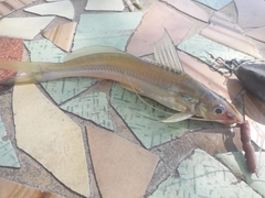 Pimelodella gracilis