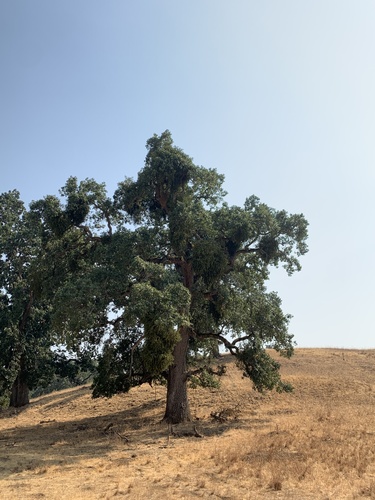 iNaturalist observation photo of valley oak