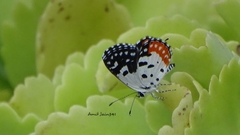 Talicada nyseus nyseus