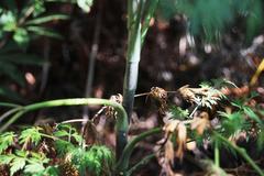 Notobubon gummiferum