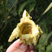 Markhamia stipulata - Photo (c) Tony Rodd,  זכויות יוצרים חלקיות (CC BY-NC-SA)