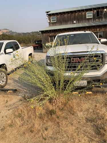 iNaturalist observation photo of Great Valley gumweed