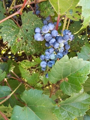 Vitis riparia