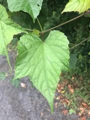 Ampelopsis glandulosa