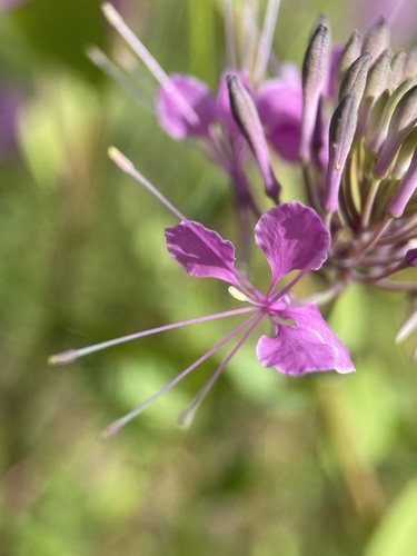 Image of Warea sessilifolia by (c) Matt Berger, some rights reserved (CC BY)