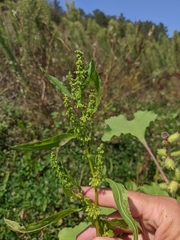 Rumex dentatus