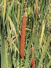 Typha latifolia