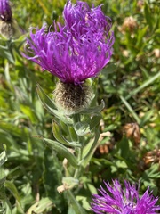 Centaurea nervosa