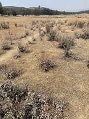 Eriogonum wrightii trachygonum