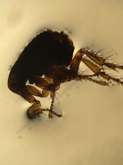 Xenopsylla cheopis